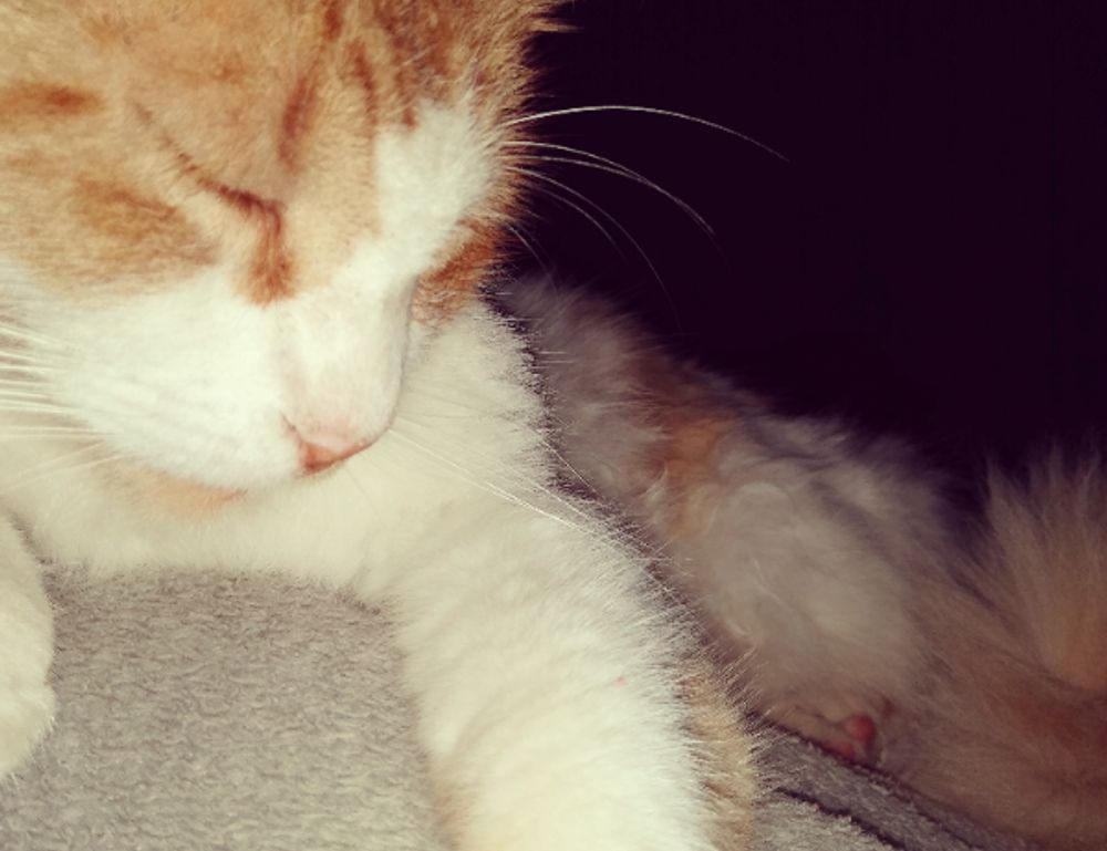 can i run widdeadvi games