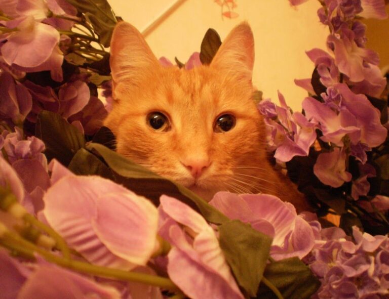 medicines that should not be used to treat tamophage