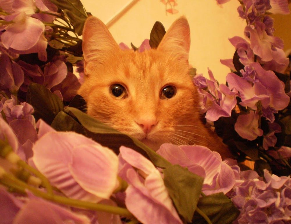 medicines that should not be used to treat tamophage